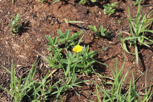 Argyrolobium tuberosum observed 2026-09-21
