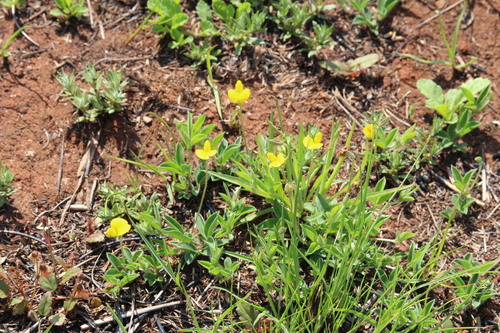 Argyrolobium tuberosum observed 2026-09-21