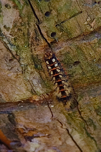 Knot Grass Moth