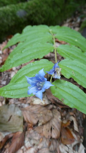 willow gentian