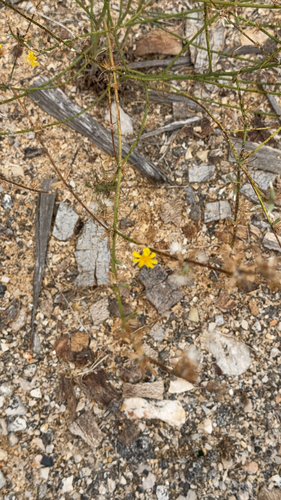 Rush Skeletonweed