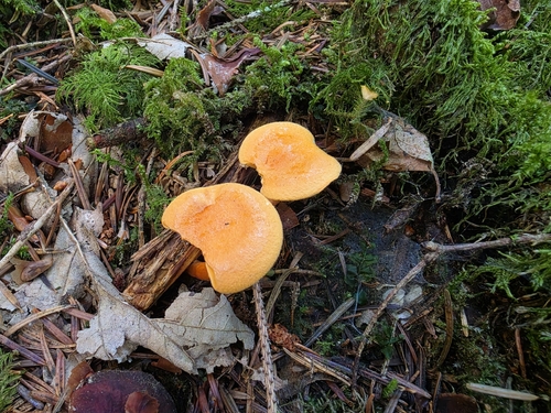 False Chanterelle