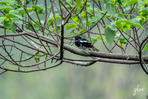 Oriental Magpie-Robin
