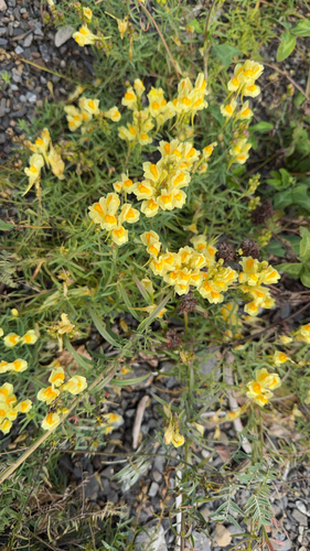 common toadflax