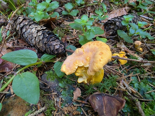 Amethyst Chanterelle