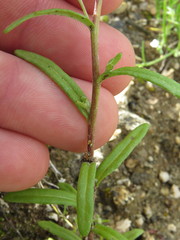 Eriophyllum ambiguum