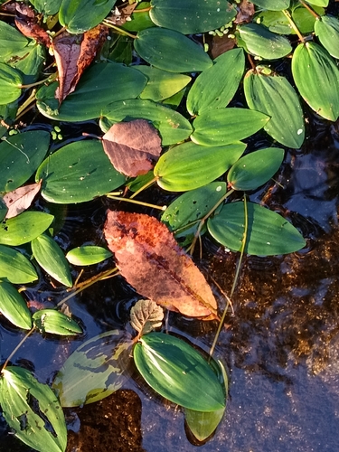floating-leaved pondweed