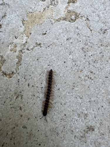 Greenhouse Millipede