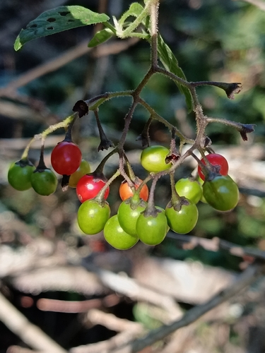 bittersweet nightshade