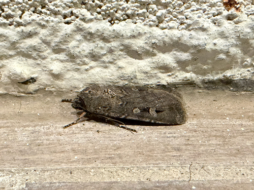 Bogong Moth