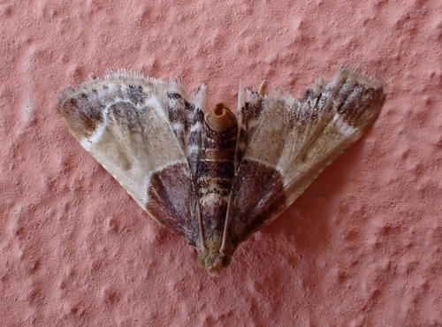 Meal moth