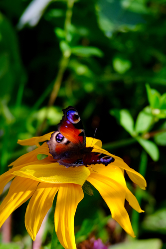 European Peacock Butterfly