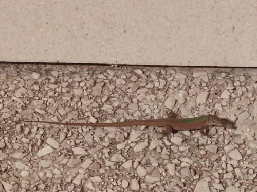 Dalmatian Wall Lizard