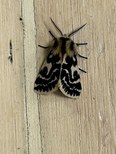 Crimson Tiger Moth