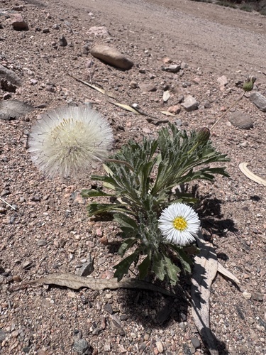 Ixiochlamys cuneifolia, 2026-09-20