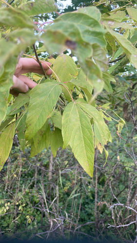 box elder