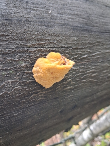 Pycnoporellus fulgens
