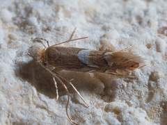 Phyllonorycter aeriferella