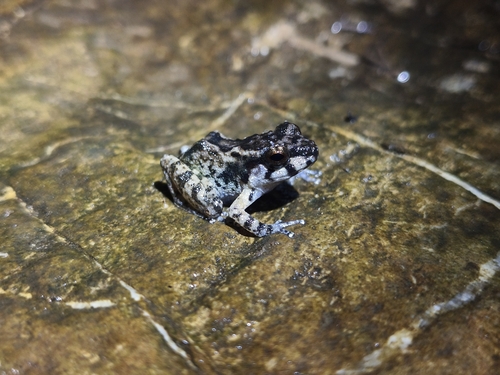 Ingerana tenasserimensis