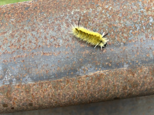 Banded Tussock Moth