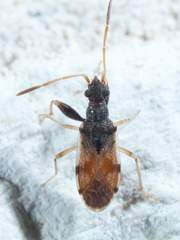 Pseudopamera setosa