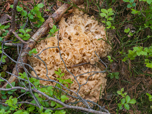 Cauliflower Fungus