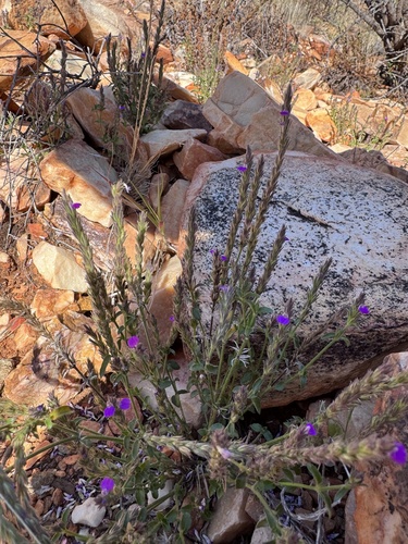 Rostellularia adscendens, 2026-09-20