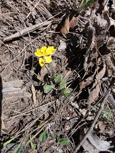 Goodenia hederacea, photograph 1