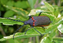 Desmocerus californicus
