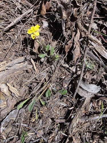 Goodenia hederacea, photograph 2