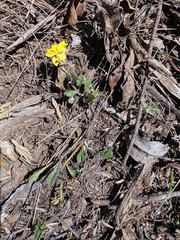 Goodenia hederacea, photograph (c) Shelomi Doyle, some rights reserved (CC BY)