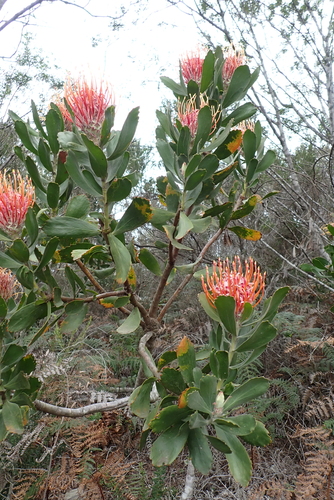 Leucospermum glabrum, photograph 1