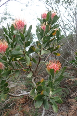 Leucospermum glabrum