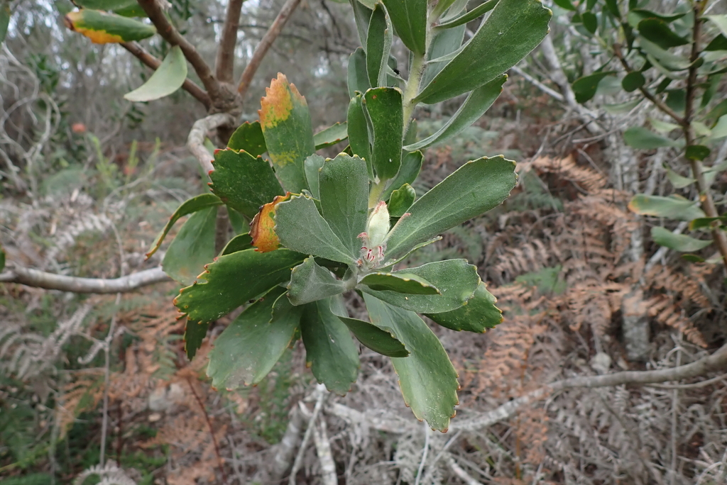 Leucospermum glabrum; photograph (c) Karen Eichholz, some rights reserved (CC BY)