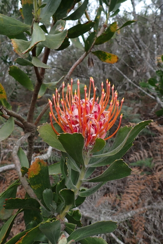 Leucospermum glabrum, photograph 2