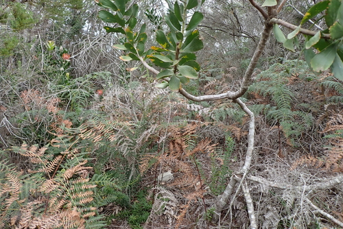 Leucospermum glabrum, photograph 4