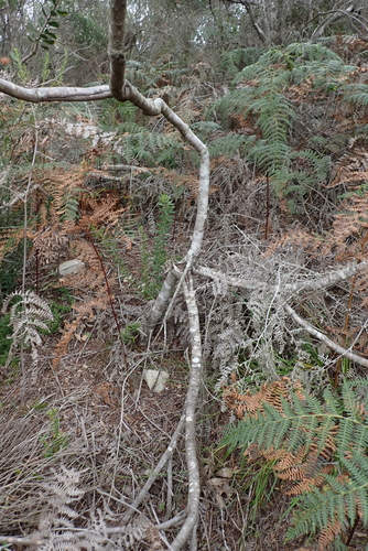 Leucospermum glabrum, photograph 3