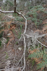 (c) Karen Eichholz, some rights reserved (CC BY) Leucospermum glabrum, photograph (c) Karen Eichholz, some rights reserved (CC BY)