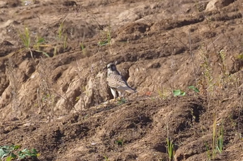 Eurasian Kestrel