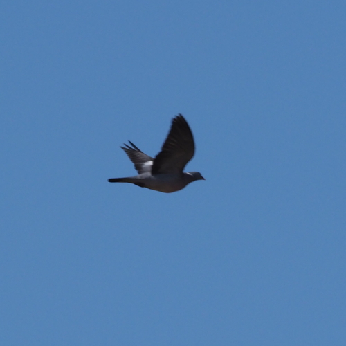 Common Wood-Pigeon