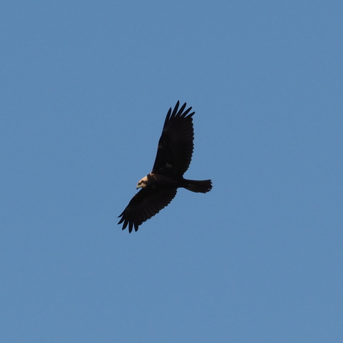 Eurasian Marsh Harrier