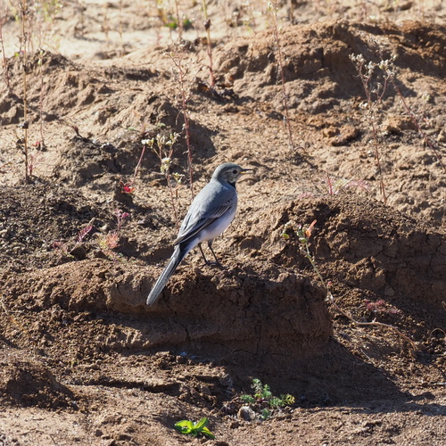 White Wagtail