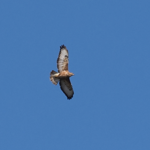 Steppe Buzzard