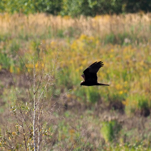 Western Marsh Harrier
