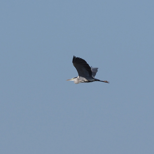 Grey Heron