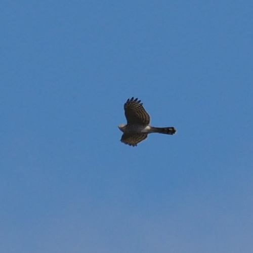 Eurasian Sparrowhawk