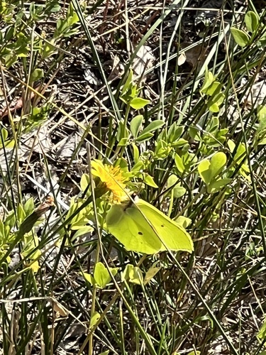 Common Brimstone