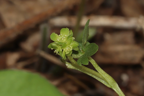Adoxa moschatellina