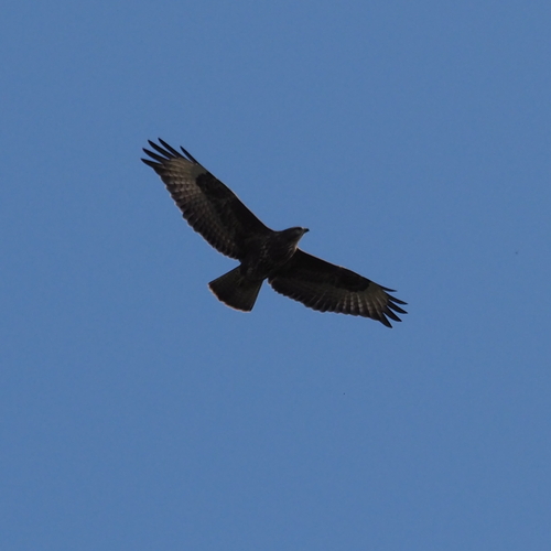 Common Buzzard