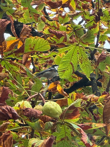 Coal Tit